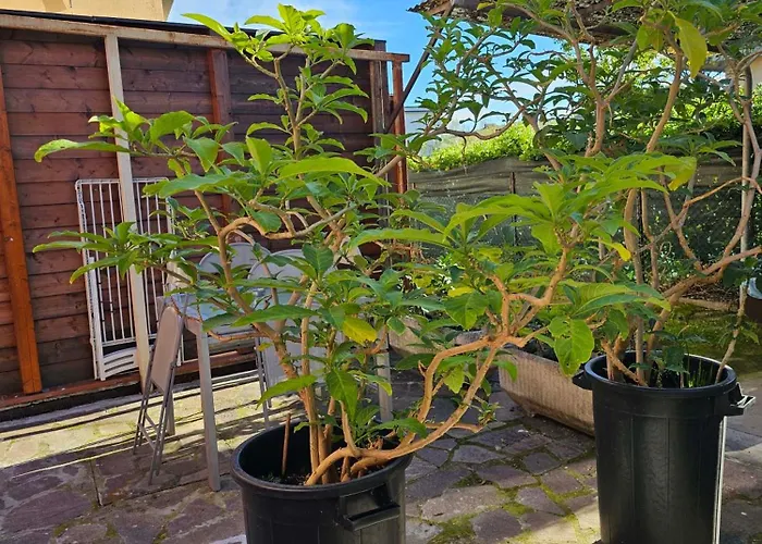 Apartmán Domus Regia *