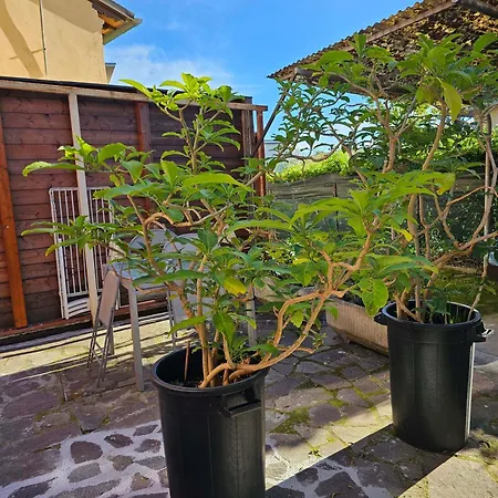 Apartman Domus Regia *